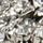 Daddoli, nickel-nickel, swatch