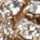 Daddoli, gold-nickel, swatch