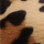 Ussi, spotted, swatch
