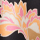 Bengala, 423331860000, swatch